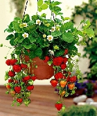 Clique pour agrandir ...