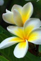 Clique pour agrandir ...